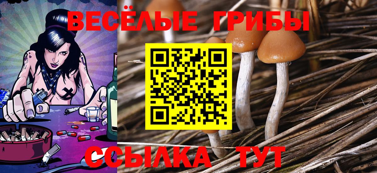 Галлюциногенные грибы Psilocybe Троицк